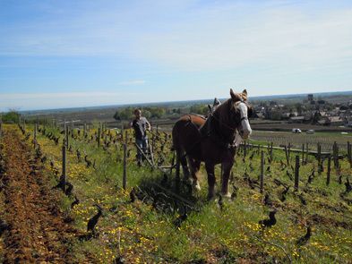 Vignoble certifié agriculture biologique