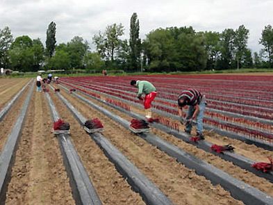 Plantation pépinères viticoles année 2016